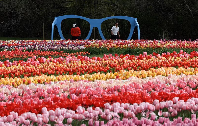 Du khách ngắm hoa tulip nở rộ tại Lễ hội hoa tulip Tulleys tại Nông trại Tulleys, Đồi Turners, miền nam nước Anh, ngày 16/4. Ảnh: REUTERS/Toby Melville chum-anh-mua-xuan-tren-khap-the-gioi-05-011.jpg