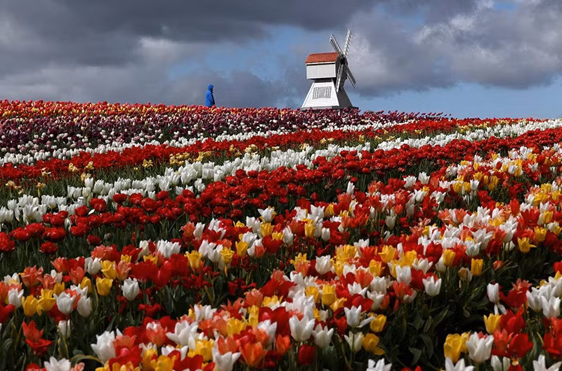 Cánh đồng trồng một triệu rưỡi hoa tulip cho Lễ hội hoa tulip Tulleys tại Nông trại Tulleys, Đồi Turners, miền nam nước Anh, ngày 16/4. REUTERS/Toby Melville chum-anh-mua-xuan-tren-khap-the-gioi-05-07.jpg