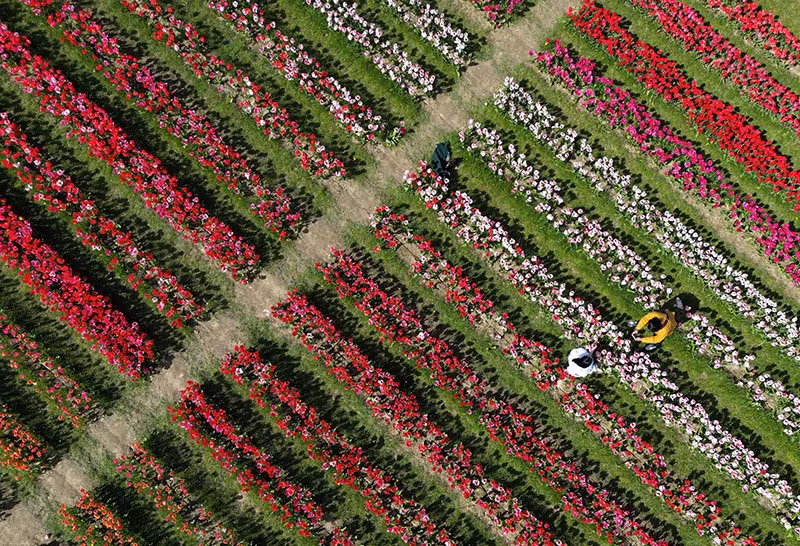 Hình ảnh chụp từ UAV cho thấy du khách đang đi bộ giữa những bông hoa tulip đang nở rộ được trồng cho Lễ hội hoa tulip Tulleys tại Nông trại Tulleys, Đồi Turners, miền nam nước Anh, ngày 16/4. Ảnh: REUTERS/Toby Melville chum-anh-mua-xuan-tren-khap-the-gioi-05-04.jpg