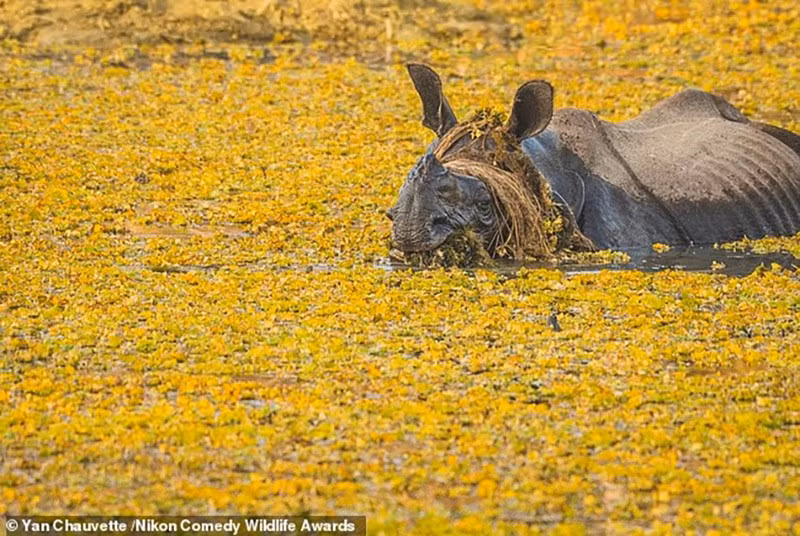 chum-anh-giai-thuong-nhiep-anh-nikon-comedy-wildlife-05-024.jpg