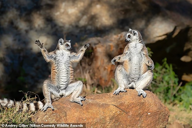 chum-anh-giai-thuong-nhiep-anh-nikon-comedy-wildlife-05-05.jpg