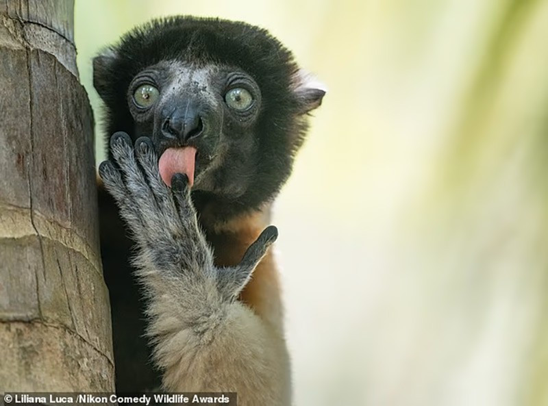 chum-anh-giai-thuong-nhiep-anh-nikon-comedy-wildlife-05-017.jpg