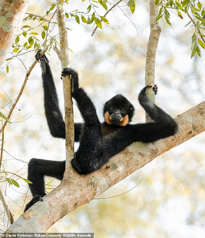 chum-anh-giai-thuong-nhiep-anh-nikon-comedy-wildlife-05-014.jpg
