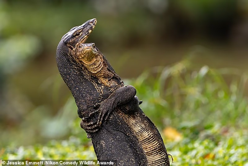 chum-anh-giai-thuong-nhiep-anh-nikon-comedy-wildlife-05-021.jpg