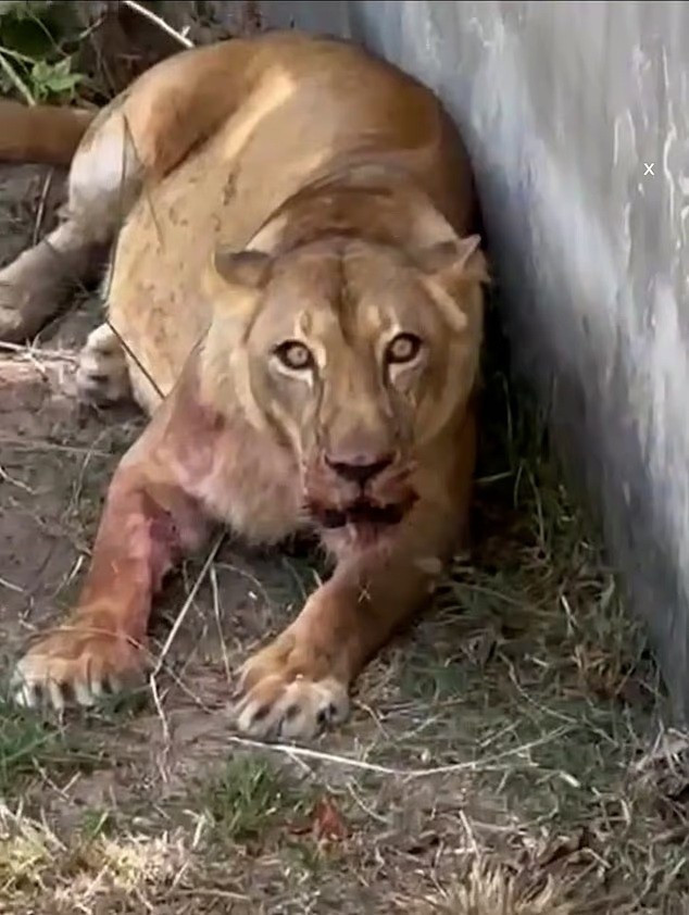 Vụ việc gây chấn động dư luận Brazil, đặt ra câu hỏi về an ninh tại các vườn thú và sự nguy hiểm từ hành vi liều lĩnh. Đây là lần lặp lại đáng tiếc của những nỗ lực trước đó của Machado nhằm tiếp cận loài sư tử cai-ket-kinh-hoang-cho-thanh-nien-lieu-linh-vao-chuong-su-tu-6.jpg