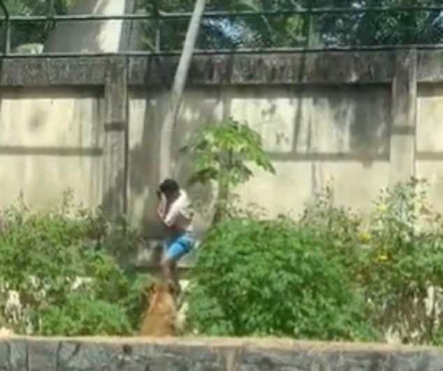 Sự việc xảy ra sáng 30/11, khi Machado dùng cành cây để vượt qua bức tường cao khoảng 6 mét, rồi bước vào khu vực nuôi sư tử. Ngay lập tức, con sư tử cái tên Leona lao tới tấn công, khiến những người có mặt hoảng sợ. cai-ket-kinh-hoang-cho-thanh-nien-lieu-linh-vao-chuong-su-tu-2.jpg