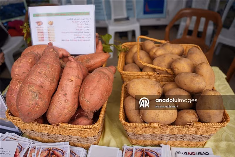 Người dân địa phương tham gia lễ hội khoai tây lần đầu tiên, sự kiện được tổ chức bởi Sở Nông nghiệp tỉnh Duhok cùng Đại học Duhok, nhằm tôn vinh nông sản và khuyến khích tiêu thụ nội địa. chum-anh-le-hoi-khoai-tay-o-iraq-1205-07.jpg