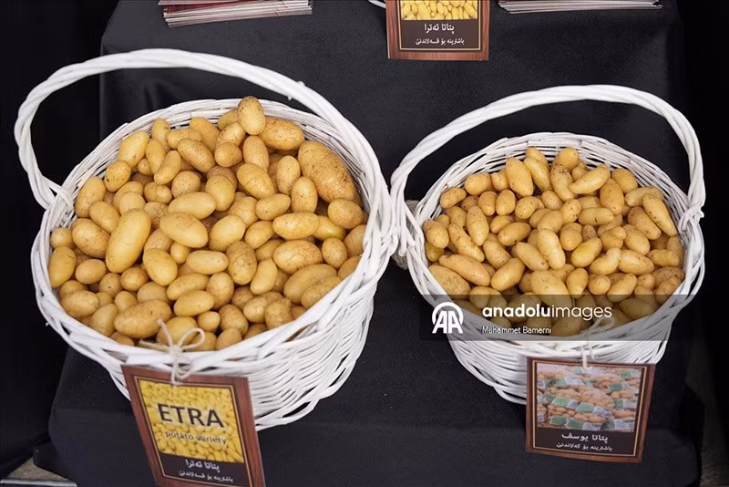 Lễ hội khoai tây lần đầu tiên ở Duhok có sự phối hợp của Sở Nông nghiệp, Đại học Duhok và Lãnh sự quán Hà Lan, khẳng định hợp tác quốc tế trong phát triển nông nghiệp. chum-anh-le-hoi-khoai-tay-o-iraq-1205-012.jpg