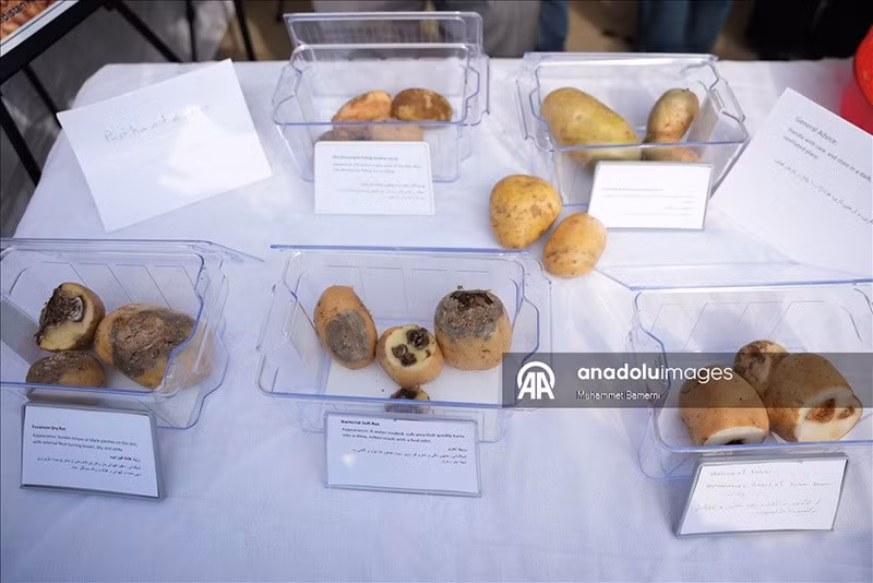 Lễ hội khoai tây ở Duhok không chỉ là nơi trưng bày sản phẩm mà còn là dịp để cộng đồng giao lưu, học hỏi và thúc đẩy hợp tác giữa nông dân, doanh nghiệp và các tổ chức quốc tế. chum-anh-le-hoi-khoai-tay-o-iraq-1205-08.jpg