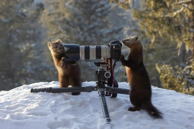Tại Krasnoyarsk, nhiếp ảnh gia Mikhail Vershinin để máy ảnh trên tripod và bất ngờ đàn chồn tiến lại tò mò. Ông phải kiềm chế từng cử động để ghi lại khoảnh khắc hiếm hoi này. anh-dong-vat-hoang-da-nga-dep-den-muc-khien-ai-phai-ghen-ti.jpg