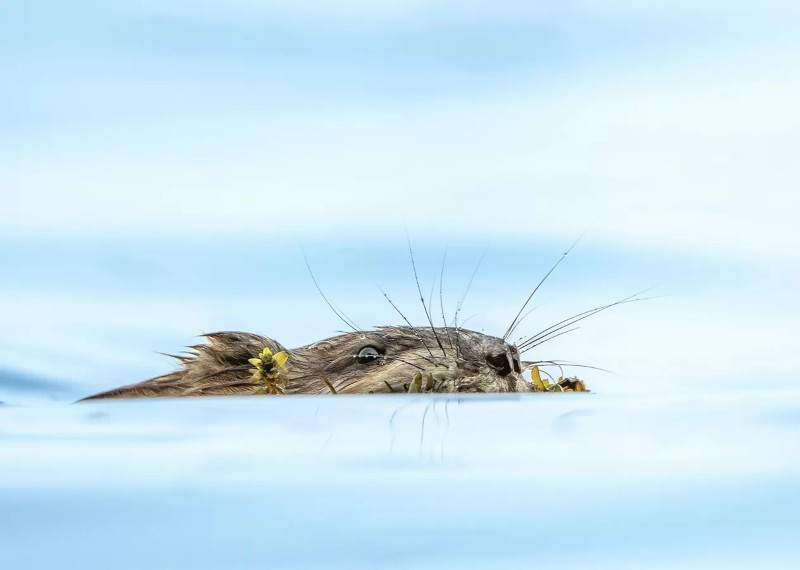 Tại vịnh Sorozhya, hồ Baikal, Lubsan Chagdurov chụp cảnh chuột xạ hương ngậm hoa. Hình ảnh nhỏ bé nhưng giàu tính biểu tượng, phản ánh sự gắn kết giữa động vật và thiên nhiên vùng Buryatia. anh-dong-vat-hoang-da-nga-dep-den-muc-khien-ai-phai-ghen-ti-14.jpg