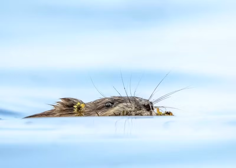 Tại vịnh Sorozhya, hồ Baikal, Lubsan Chagdurov chụp cảnh chuột xạ hương ngậm hoa. Hình ảnh nhỏ bé nhưng giàu tính biểu tượng, phản ánh sự gắn kết giữa động vật và thiên nhiên vùng Buryatia. anh-dong-vat-hoang-da-nga-dep-den-muc-khien-ai-phai-ghen-ti-14.jpg