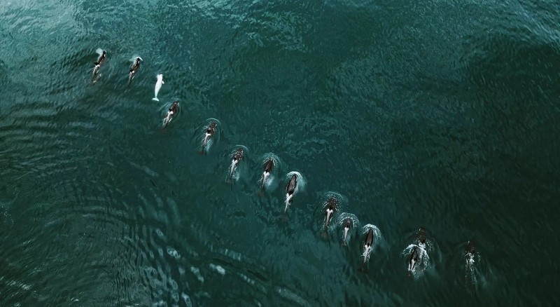 Gần đảo Paramushir, Sakhalin, Nikolai Filippov ghi lại cảnh cá voi sát thủ bạch tạng bơi cùng đàn. Ông cho biết chưa từng thấy loài này trước đó, khiến bức ảnh trở thành khoảnh khắc độc đáo hiếm có. anh-dong-vat-hoang-da-nga-dep-den-muc-khien-ai-phai-ghen-ti-13.jpg