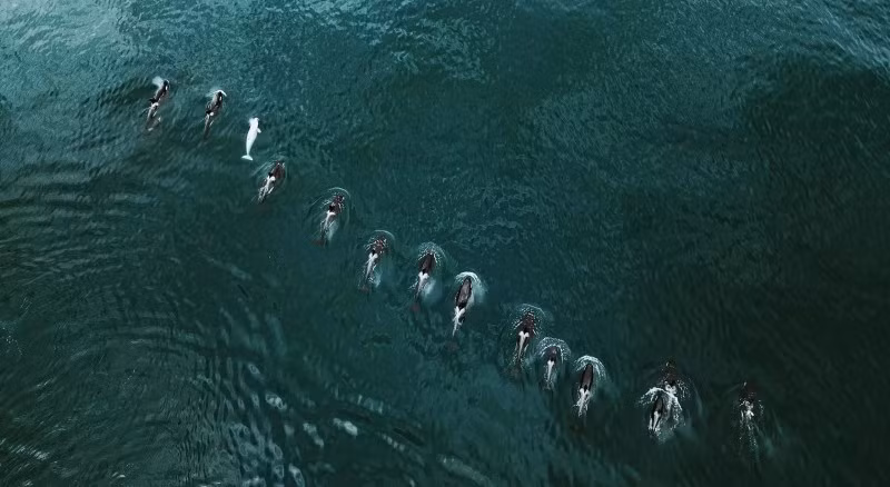 Gần đảo Paramushir, Sakhalin, Nikolai Filippov ghi lại cảnh cá voi sát thủ bạch tạng bơi cùng đàn. Ông cho biết chưa từng thấy loài này trước đó, khiến bức ảnh trở thành khoảnh khắc độc đáo hiếm có. anh-dong-vat-hoang-da-nga-dep-den-muc-khien-ai-phai-ghen-ti-13.jpg