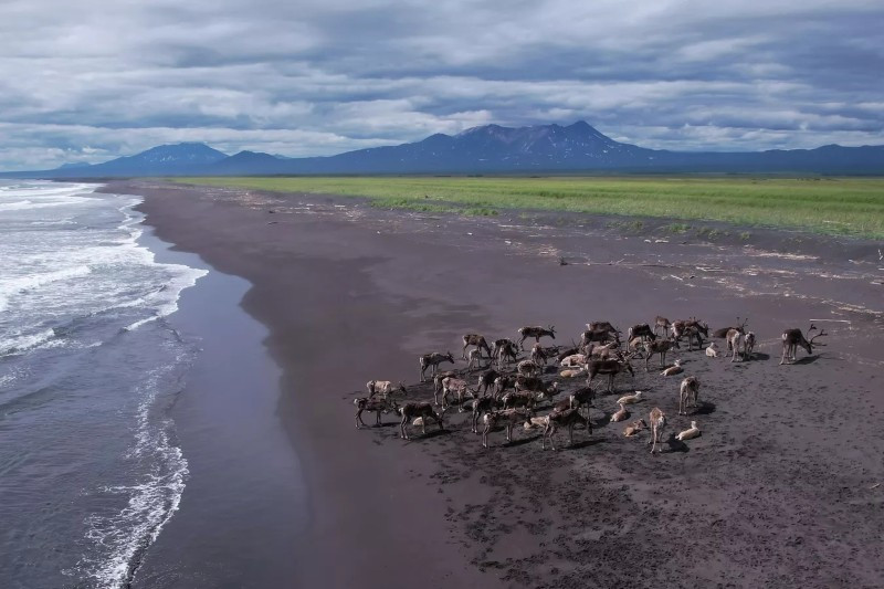 Trong khu bảo tồn Kronotsky, Kamchatka, nhiếp ảnh gia Dmitry Balakirev chụp đàn tuần lộc hoang dã vào tháng 8/2023. Loài này được ghi trong Sách Đỏ của khu vực, phản ánh sự quý hiếm và cần bảo tồn khẩn cấp. anh-dong-vat-hoang-da-nga-dep-den-muc-khien-ai-phai-ghen-ti-12.jpg