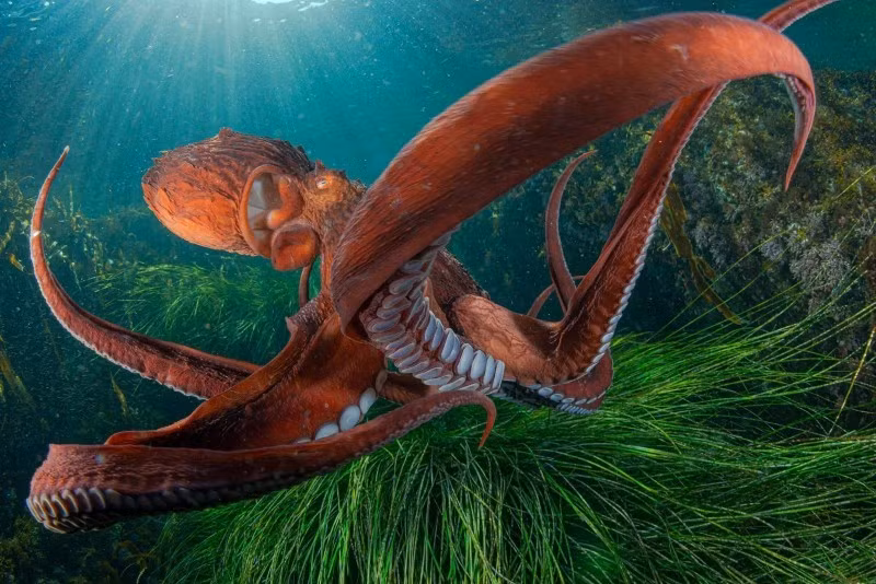 Ở vịnh Rudnaya, Primorsky, Andrey Shpatak bắt gặp bạch tuộc Doflein ngụy trang trên vách đá. Khi phát hiện bị nhìn thấy, nó lập tức tìm cách ẩn mình. Khoảnh khắc ấy được ghi lại trong bức ảnh “Bạch tuộc và Mặt trời”. anh-dong-vat-hoang-da-nga-dep-den-muc-khien-ai-phai-ghen-ti-8.jpg