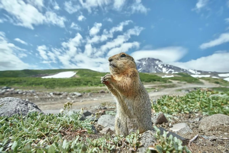 Tại Kamchatka, loài sóc đất Eurazhki bất ngờ tạo dáng như người mẫu trước ống kính của Anatoly Shishkin. Khoảnh khắc hiếm hoi này cho thấy sự gần gũi và sinh động của động vật hoang dã vùng viễn đông Nga. anh-dong-vat-hoang-da-nga-dep-den-muc-khien-ai-phai-ghen-ti-3.jpg