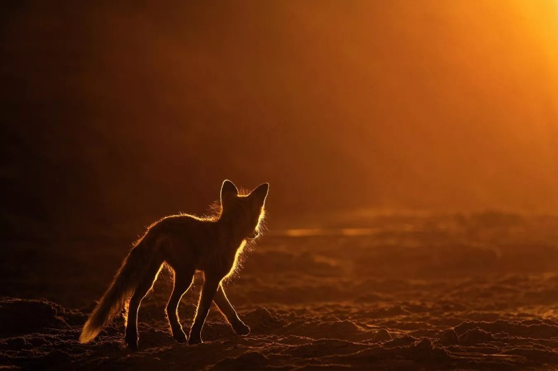 Ở Teriberka, Murmansk, Vitaly Novikov ghi lại chú cáo trong ngày hè vùng cực, khi mặt trời không bao giờ lặn. Ánh sáng vàng rực tạo nên khung cảnh huyền ảo, làm nổi bật vẻ đẹp hoang dã của loài cáo phương Bắc. anh-dong-vat-hoang-da-nga-dep-den-muc-khien-ai-phai-ghen-ti-15.jpg