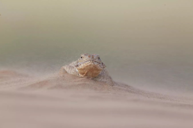 Tại Kalmykia, nhiếp ảnh gia Nikolai Abramov ghi lại cảnh thằn lằn đầu tròn bình thản giữa cơn gió cát dữ dội. Ông kể rằng loài này đã thích nghi với môi trường khắc nghiệt, không hề sợ hãi trước biến động thiên nhiên. anh-dong-vat-hoang-da-nga-dep-den-muc-khien-ai-phai-ghen-ti-11.jpg