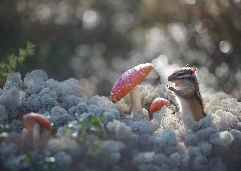 Evgenia Levina chụp chú sóc chuột tại Neryungri, Yakutia, giữa rừng nấm đỏ khổng lồ. Bà cho biết đã theo dõi loài này nhiều năm, đặc biệt vào cuối hè khi chúng tích trữ nấm, quả mọng và hạt cho mùa đông. anh-dong-vat-hoang-da-nga-dep-den-muc-khien-ai-phai-ghen-ti-7.jpg