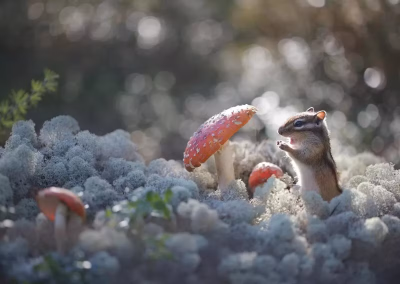 Evgenia Levina chụp chú sóc chuột tại Neryungri, Yakutia, giữa rừng nấm đỏ khổng lồ. Bà cho biết đã theo dõi loài này nhiều năm, đặc biệt vào cuối hè khi chúng tích trữ nấm, quả mọng và hạt cho mùa đông. anh-dong-vat-hoang-da-nga-dep-den-muc-khien-ai-phai-ghen-ti-7.jpg