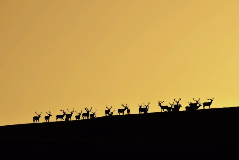 Trên cao nguyên Ai-Petri ở Crimea, nhiếp ảnh gia Yulia Balakhtinova chụp đàn hươu đỏ đực gặm cỏ trong hoàng hôn tháng 8. Chẳng bao lâu nữa, chúng sẽ bước vào mùa giao phối với những trận đấu khốc liệt giành quyền thống trị. anh-dong-vat-hoang-da-nga-dep-den-muc-khien-ai-phai-ghen-ti-10.jpg