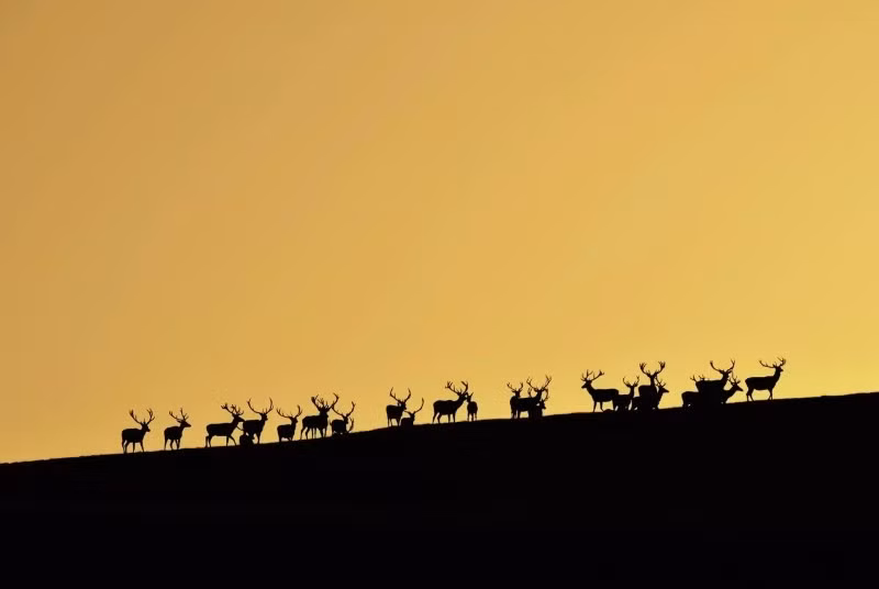 Trên cao nguyên Ai-Petri ở Crimea, nhiếp ảnh gia Yulia Balakhtinova chụp đàn hươu đỏ đực gặm cỏ trong hoàng hôn tháng 8. Chẳng bao lâu nữa, chúng sẽ bước vào mùa giao phối với những trận đấu khốc liệt giành quyền thống trị. anh-dong-vat-hoang-da-nga-dep-den-muc-khien-ai-phai-ghen-ti-10.jpg