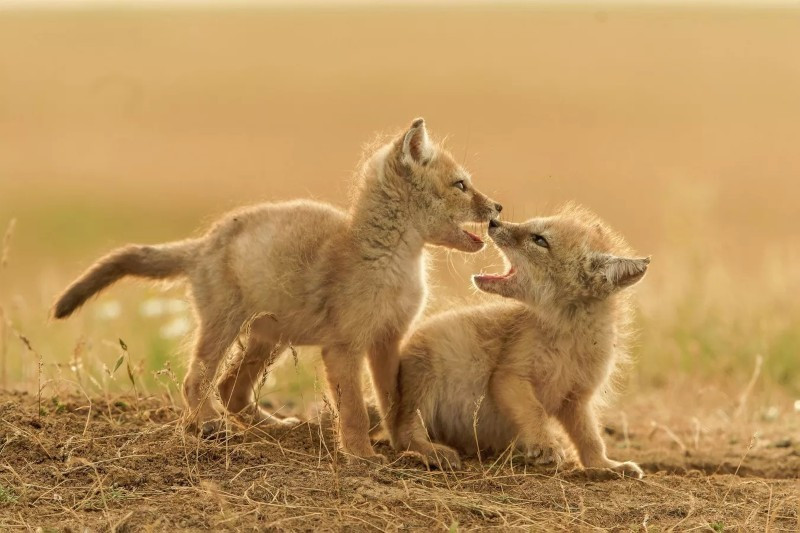 Ở Kalmykia, nhiếp ảnh gia Svetlana Ivanenko ghi lại cảnh những chú cáo thảo nguyên non chơi đùa trong ngày xuân. Chỉ vài tuần sau, chúng sẽ phải tự sinh tồn trong môi trường khắc nghiệt, khiến bức ảnh thêm phần cảm động. anh-dong-vat-hoang-da-nga-dep-den-muc-khien-ai-phai-ghen-ti-4.jpg