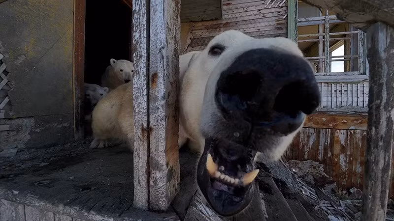 Một con gấu trắng phản ứng với chiếc drone của Vadim Makhorov. chum-anh-gau-trang-bac-cuc-o-tram-nghien-cuu-bo-hoang-09.jpg