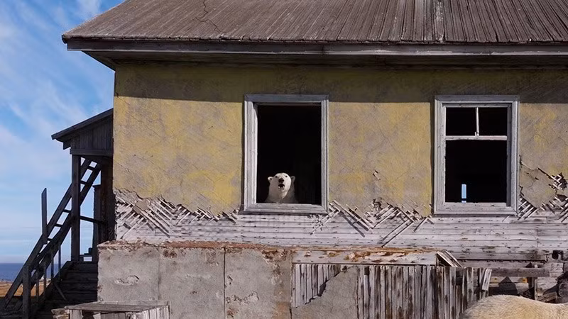 Một con gấu trắng nhìn ra từ bên trong một tòa nhà tại trạm nghiên cứu bị bỏ hoang. chum-anh-gau-trang-bac-cuc-o-tram-nghien-cuu-bo-hoang-03.jpg