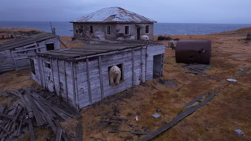 Gấu trắng đã chiếm đóng trạm nghiên cứu thời Liên Xô bị bỏ hoang trên đảo Kolyuchin, thuộc biển Chukchi, vùng viễn đông nước Nga. chum-anh-gau-trang-bac-cuc-o-tram-nghien-cuu-bo-hoang-01.jpg