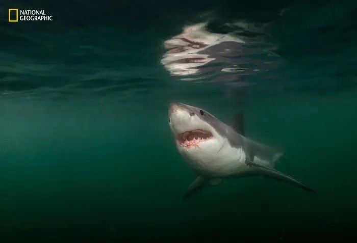 Nhiếp ảnh gia Brian Skerry tiếp cận cá mập trắng dài 3m. Số lượng cá mập tăng nhờ quần thể hải cẩu lớn hơn, kết quả từ Đạo luật Bảo vệ Động vật có vú biển năm 1972. Bức ảnh cho thấy sự phục hồi sinh thái và mối liên hệ giữa loài. 7-khoanh-khac-hoang-da-dep-nhat-nam-khien-the-gioi-ngo-ngang-3.jpg