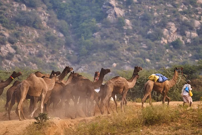 Người chăn lạc đà dắt lạc đà đi tại hội chợ thường niên ở Pushkar, bang Rajasthan, Ấn Độ. Ảnh: AP. chum-anh-hoi-cho-lac-da-o-pushkar-an-do-1105-015.jpg