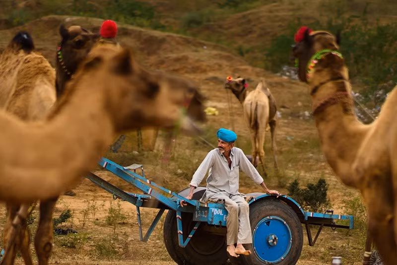 Hội chợ lạc đà Pushkar diễn ra tại thị trấn Pushkar, bang Rajasthan, Ấn Độ, từ 30/10-5/11/2025. Hơn 4.000 con gồm lạc đà, ngựa và bò được đăng ký tham gia. Chúng được kiểm tra sức khỏe nghiêm ngặt, gắn thẻ và theo dõi thú y 24/7. chum-anh-hoi-cho-lac-da-o-pushkar-an-do-1105-02.jpg