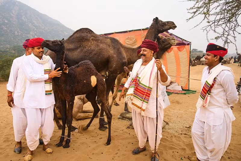 Người chăn lạc đà trò chuyện khi đứng cạnh đàn lạc đà tại hội chợ thường niên ở Pushkar, bang Rajasthan, Ấn Độ. Ảnh: AP. chum-anh-hoi-cho-lac-da-o-pushkar-an-do-1105-020.jpg