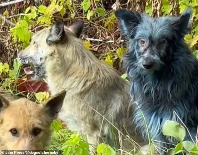 Nhóm Dogs of Chernobyl phát hiện một số con chó có lông màu xanh tại khu vực thảm họa hạt nhân. Họ cho rằng chúng không có màu xanh vào tuần trước và nghi ngờ chó đã tiếp xúc với hóa chất. bi-an-cho-hoang-long-xanh-xuat-hien-tai-tham-hoa-hat-nhan-chernobyl.jpg