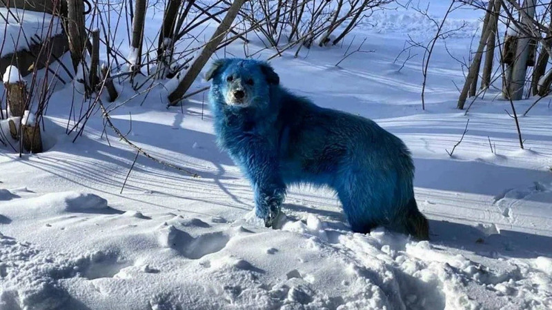 Hiện chưa rõ nguyên nhân chính xác khiến lông chó chuyển màu. Nhóm Dogs of Chernobyl đang cố gắng bắt các con chó để kiểm tra thêm. bi-an-cho-hoang-long-xanh-xuat-hien-tai-tham-hoa-hat-nhan-chernobyl-6.jpg