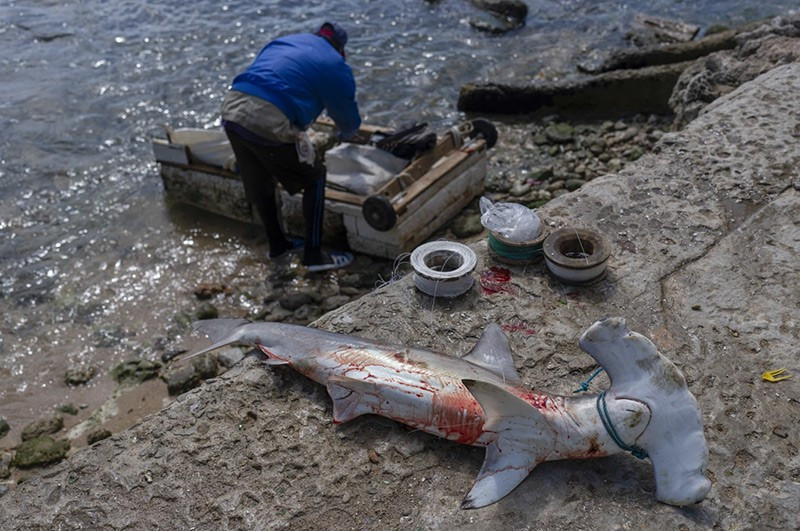 Hầu hết đều dùng mái chèo, nhưng một số ngư dân đã lắp động cơ nhỏ để giảm bớt sức lực trên biển. Chúng có thể không đẹp, nhưng chúng nổi và những người đánh cá khẳng định chúng không chìm bất kể sóng có mạnh đến đâu. chum-anh-nguoi-dan-cuba-su-dung-be-corchos-bat-ca-04.jpg