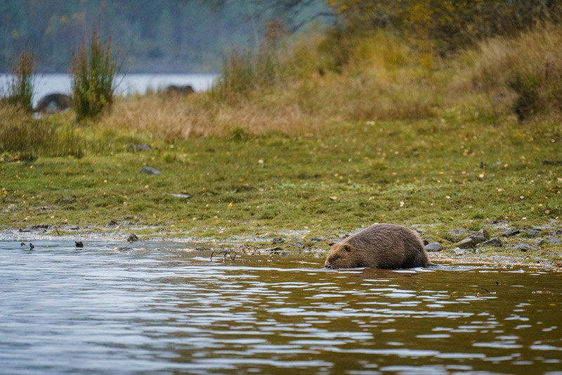 Hải ly thử nước lạnh tại Loch Beinn a Mheadhoin, Scotland. Đây là lần đầu tiên loài này được thả lại khu vực sau 400 năm. chum-anh-tuan-le-dong-vat-hoang-da-311005-09.jpg