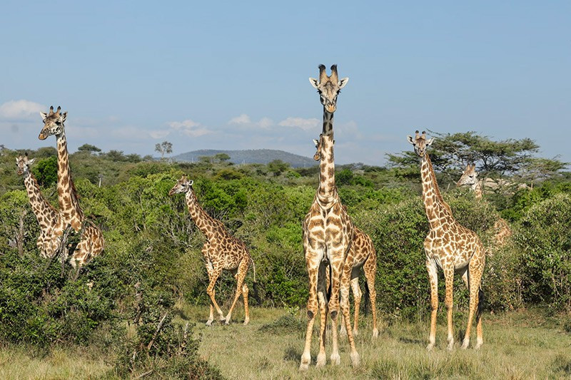 Hươu cao cổ tại khu bảo tồn Nashulai Maasai, Kenya – khu bảo tồn đầu tiên do cộng đồng sở hữu và quản lý, nơi người dân và vật nuôi sống chung với động vật hoang dã. chum-anh-tuan-le-dong-vat-hoang-da-311005-02.jpg