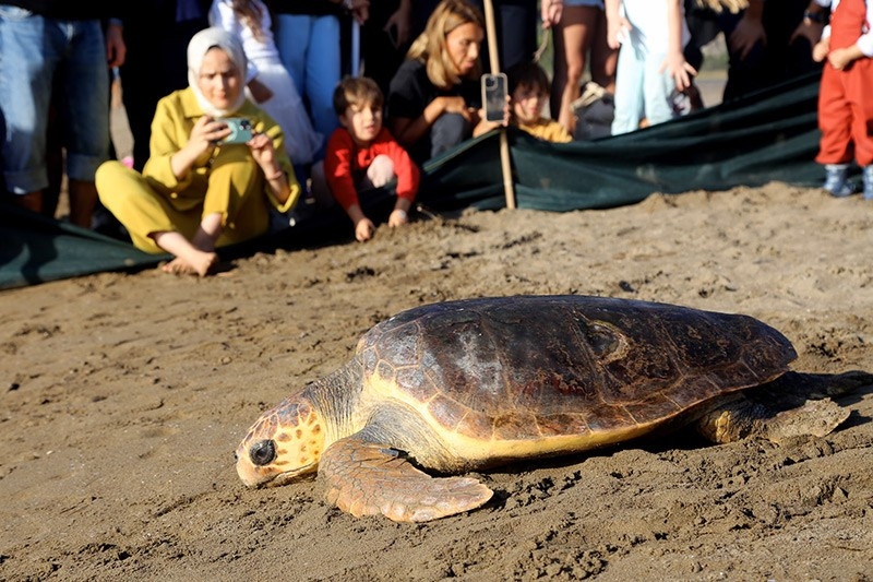 Rùa biển loggerhead được thả về biển sau khi phục hồi tại trung tâm cứu hộ ở bãi biển Iztuzu, Thổ Nhĩ Kỳ. Mùa này có khoảng 40.000 con non ra biển từ 770 tổ. chum-anh-tuan-le-dong-vat-hoang-da-311005-014.jpg