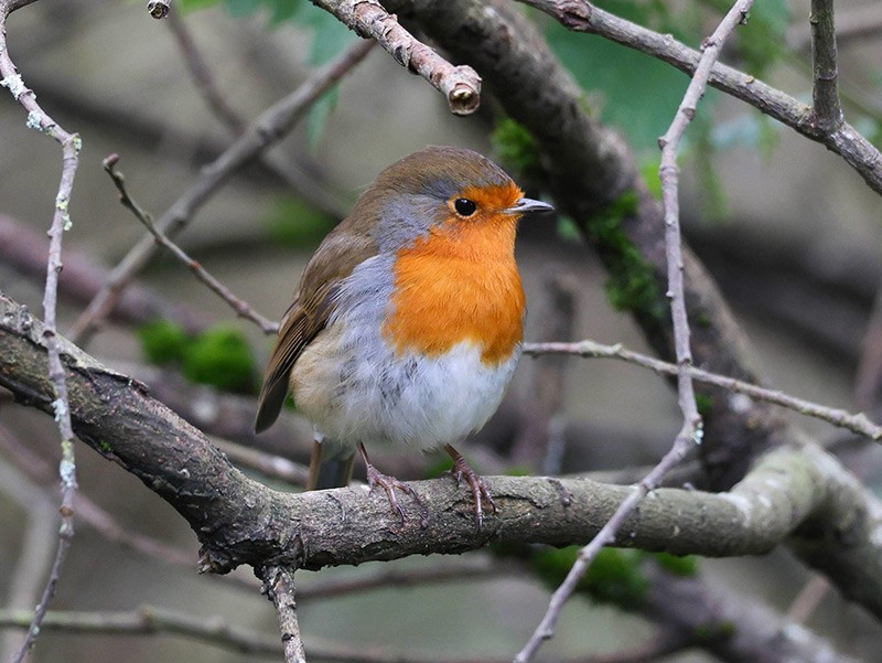 Chim sẻ tròn vo ngồi trên cành cây trong một buổi chiều xám ở Kinnego, Bắc Ireland. chum-anh-tuan-le-dong-vat-hoang-da-311005-018.jpg