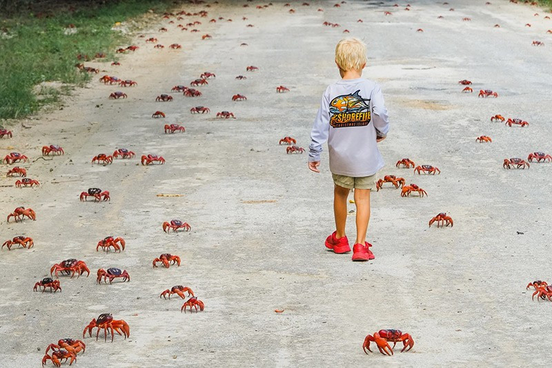 Cua đỏ di cư hàng năm tại đảo Christmas, Úc – hơn 100 triệu con di chuyển từ rừng đến bờ biển để sinh sản. chum-anh-tuan-le-dong-vat-hoang-da-311005-010.jpg