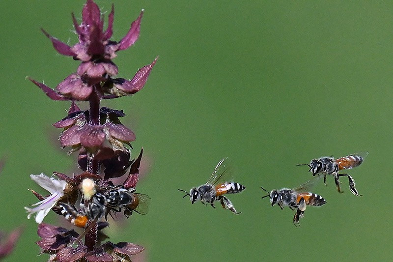 Ong đang hút mật tại thành phố Kuwait. chum-anh-tuan-le-dong-vat-hoang-da-311005-013.jpg