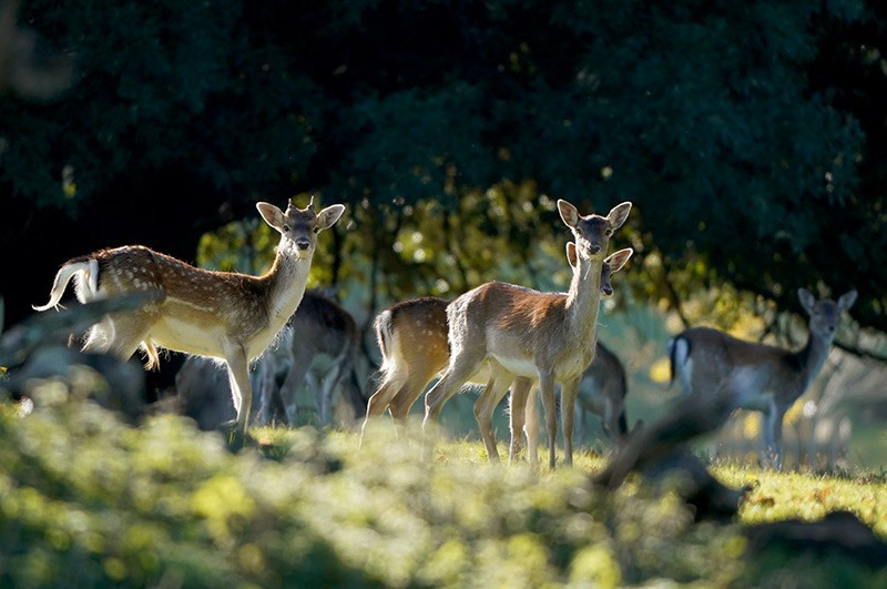 Hươu đốm ăn cỏ tại Hatch Park gần Ashford, Anh. chum-anh-tuan-le-dong-vat-hoang-da-311005-015.jpg