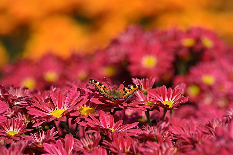 Bướm đậu trên hoa tại Vườn hoa cúc mới khai trương ở Srinagar, Kashmir. chum-anh-tuan-le-dong-vat-hoang-da-311005-05.jpg