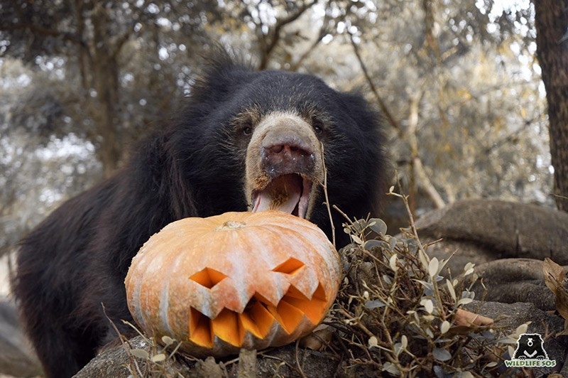 Gấu lười thưởng thức món ăn Halloween tại một trung tâm cứu hộ ở Ấn Độ. Những quả bí ngô và đồ ăn theo mùa được đặt trong chuồng để kích thích hành vi tìm kiếm thức ăn. chum-anh-tuan-le-dong-vat-hoang-da-311005-03.jpg