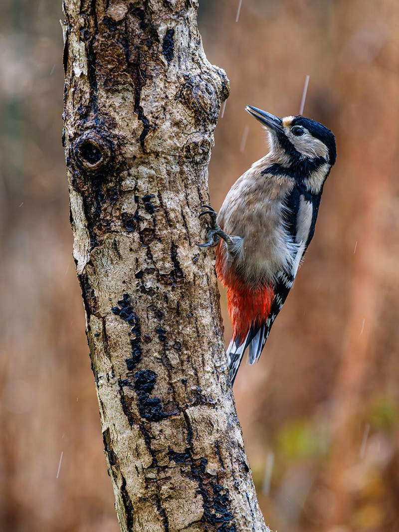 Gõ kiến lớn nghỉ ngơi dưới mưa tại Aberystwyth, Wales, Anh. chum-anh-tuan-le-dong-vat-hoang-da-311005-017.jpg