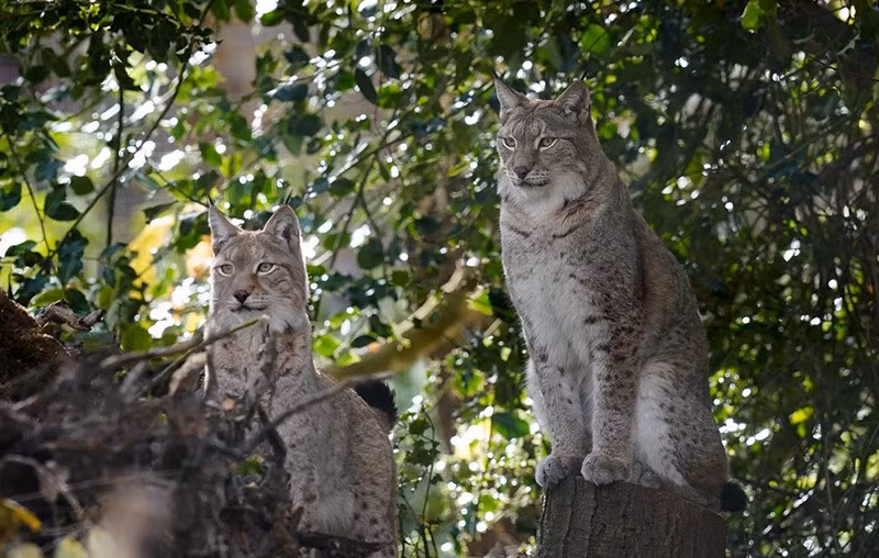 Hai con linh miêu châu Âu, Flossie và Torridon, khám phá chuồng mới tại Wildwood Trust, Kent, Anh. Hy vọng chúng sẽ sinh sản để có thể tái thả vào tự nhiên. chum-anh-tuan-le-dong-vat-hoang-da-311005-08.jpg