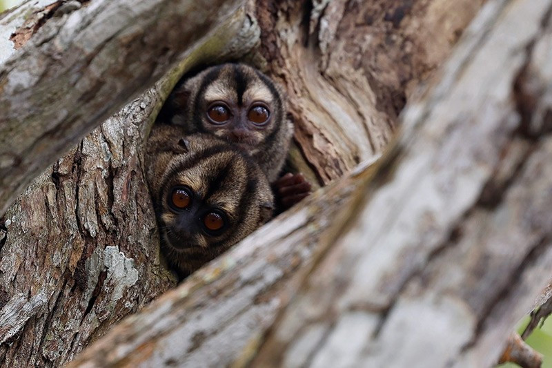 Khỉ đêm – loài khỉ duy nhất sống về đêm, nhìn ra từ cây ngập mặn ở Veracruz, Panama. chum-anh-tuan-le-dong-vat-hoang-da-311005-021.jpg